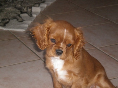 Cavalier king charles